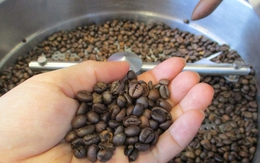 Giá cà phê hôm nay 23-9: Bật tăng 3 con số