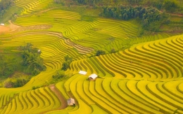 Soi giá loạt tour ngắm mùa lúa chín Tây Bắc đang hot nhất hiện nay