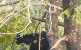 Báo đen lộ diện dưới chân núi Himalaya, phát hiện gây sửng sốt giới khoa học