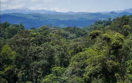 Phát hiện ánh vàng giữa bìa rừng, cán bộ kiểm lâm hân hoan tìm thấy “báu vật” đặc hữu của Việt Nam