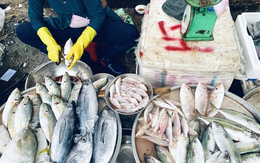 Chủ hàng cá nói thẳng: 3 loại thịt cá cho thêm tiền cả nhà tôi cũng chẳng dám ăn