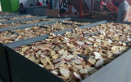 'Vựa lúa dưới lòng đất' của Việt Nam được Nhật Bản đổ tiền thu mua hàng nghìn tấn, xuất khẩu tăng 800%