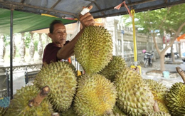 Không phải Thái Lan, làn sóng sầu riêng đang bùng nổ tại quốc gia Đông Nam Á: Công ty bất động sản, dầu cọ đổ xô đi trồng sầu riêng, giá bán tăng gần gấp 4 lần