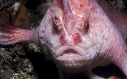 Loài cá cô đơn nhất thế giới