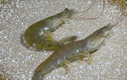 Tôm ngậm hóa chất ure, hàn the thường có 3 đặc điểm này: đừng ham rẻ, mua về ăn mà hại thân