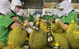 Kim ngạch xuất khẩu rau quả Việt Nam cao chưa từng có