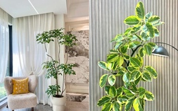 Đặt 1 trong 6 cây phong thủy này trong phòng khách: 9/10 gia đình đều giàu có