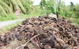 Thứ vỏ từng bị vứt bỏ gây hại cho môi trường, giờ trở thành “mỏ vàng” lộ thiên