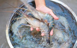 Rã đông tôm mà ngâm vào bát nước là sai lầm: Chủ cửa hàng hải sản dạy một mẹo cực nhanh, chưa đến 5 phút