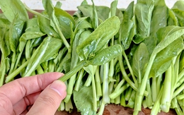 3 loại rau mùa thu được gọi là 'vua canxi', ai cũng nên ăn thường xuyên
