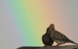 Loài chim "buồn nhất thế giới"