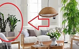 Ngoài 40 tuổi, người tuổi Sửu càng nên trồng cây này trong nhà - tốt cho sức khỏe, hút tài lộc