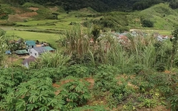 Vết nứt dài gần 200m trên đỉnh đồi ở Quảng Ngãi, sơ tán khẩn 12 hộ dân