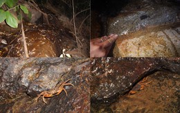 Bí mật dưới khe đá Núi Bà Đen: Lộ diện “kho báu sống” thế giới chưa từng biết đến