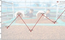 Giá cà phê hôm nay 28-9: Biến động dữ dội, kiểm soát thế nào?