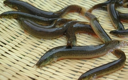 Loại cá được dân gian ví như "nhân sâm dưới nước", mình nhỏ, da trơn, tìm thấy nhiều ngoài đồng ruộng