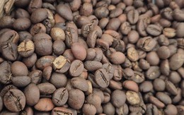 Giá cà phê hôm nay 29-9: Tuần mới giá đi về đâu?