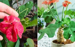 4 loại hoa tuyệt đối không nên trồng trong nhà, vừa độc hại vừa mang phong thủy chia ly, gia chủ dễ gặp xui rủi