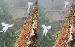 Thấy đàn 'phượng hoàng trắng' bay lượn giữa trời, chuyên gia nói: Đây là loài chim quý cần được bảo vệ
