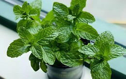 7 loại cây là “máy lọc không khí tự nhiên” nên có trong nhà vệ sinh