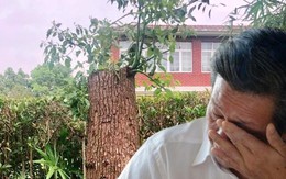 Bị quản lý chung cư khởi kiện vì cắt tỉa cây, yêu cầu bồi thường 534 triệu đồng, người đàn ông tuyên bố: “Cây trong vườn nhà tôi thì tôi có quyền”