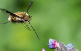 Tại sao bộ não ong nhỏ bé có thể nắm giữ chìa khóa cho AI thế hệ tiếp theo?