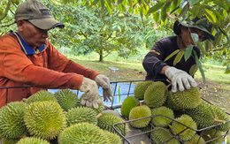 Sầu riêng tăng giá, xuất khẩu rau quả hồi phục