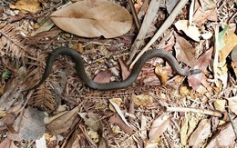 Loài rắn bí ẩn tái xuất ở Vũ Di Sơn sau hơn một thế kỷ
