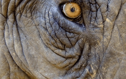 Loài vật khổng lồ là biểu tượng đại ngàn ở Việt Nam: Từng có hàng nghìn cá thể nay chỉ còn chưa tới 150