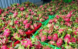 Đằng sau việc thanh long Việt Nam phụ thuộc một thị trường