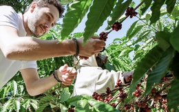 Giá cà phê hôm nay 30-9: Giảm nhẹ, mùa thu hoạch bắt đầu
