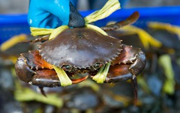 Ra chợ mua cua, học thuộc "mẹo vàng" là biết ngay cua tươi hay cua óp