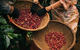 Hàng chục nghìn tấn 'hạt vàng' của Việt Nam đổ bộ Nga với giá cực đắt: thuế xuất khẩu 0%, nước ta là ông trùm lớn thứ 2 thế giới