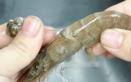 Tôm có 1 bộ phận cực bẩn mà chuyên gia khuyên nên vứt bỏ, 2 mẹo đơn giản giúp bạn xử lý cực nhanh