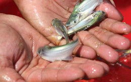 Việt Nam sở hữu ‘kho báu’ dưới lòng sông: Giá lên đến 350.000/kg, thịt thơm ngọt