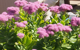 4 loại cây cảnh giúp ngủ ngon lại dễ trồng trong phòng ngủ