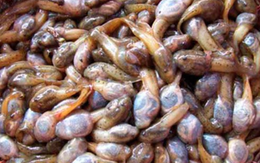 Đặc sản nòng nọc om măng rừng xứ Thanh: Món ăn khiến nhiều người sững sờ khi nghe tên