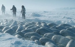 Tại sao 'Chiến dịch Beluga' lại dùng âm nhạc cổ điển để giải cứu 2.000 cá voi trắng giữa biển băng Bắc Cực?