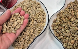 Giá cà phê hôm nay 5-9: Lại giảm nhưng yếu tố đẩy giá vẫn còn