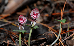 Râu hùm Himalaya: “Kho báu độc lạ” trên đỉnh Hoàng Liên Sơn khiến giới nghiên cứu kinh ngạc