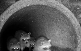 Phát hiện cảnh tượng không tưởng khi đặt camera xuống hệ thống cống rãnh của thành phố