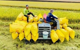 Lên phương án ứng phó việc Philippines tạm dừng nhập gạo