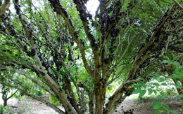 3 loại cây cảnh vừa đẹp nhà, vừa hút đầy tài lộc phú quý, bảo sao nhà giàu thích mê: Chị em nên mua về