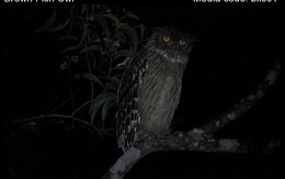 Loài vật quý hiếm từng xuất hiện trên tem bưu chính Việt Nam: Sải cánh có thể lên tới 1,4 m