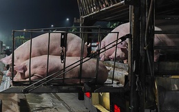 Giá heo hơi nhích tăng, chợ buôn hết lo ế