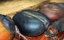 Loại hạt lớn nhất hành tinh đang sắp tuyệt chủng: Giá tới hơn 71 triệu đồng/quả, nằm trong sách đỏ thế giới