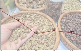 Giá cà phê hôm nay 6-9: Giảm 3 con số, tương lai thế nào?