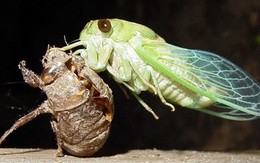 Thay ruột, đổi tên, cổ phiếu tăng 54% trong hơn 1 tháng: Một công ty chốt trả cổ tức bằng cổ phiếu tỷ lệ 70%