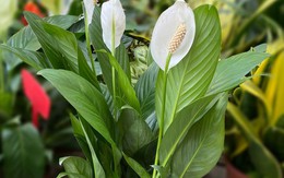 Người xưa tin rằng: Nhà có cây này trong phòng khách thì con cháu học hành đỗ đạt, tài khí đầy nhà