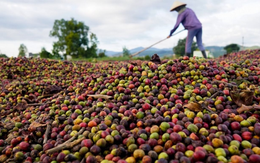 Một mặt hàng của Việt Nam lập kỷ lục, Campuchia bất ngờ thành 'khách VIP'